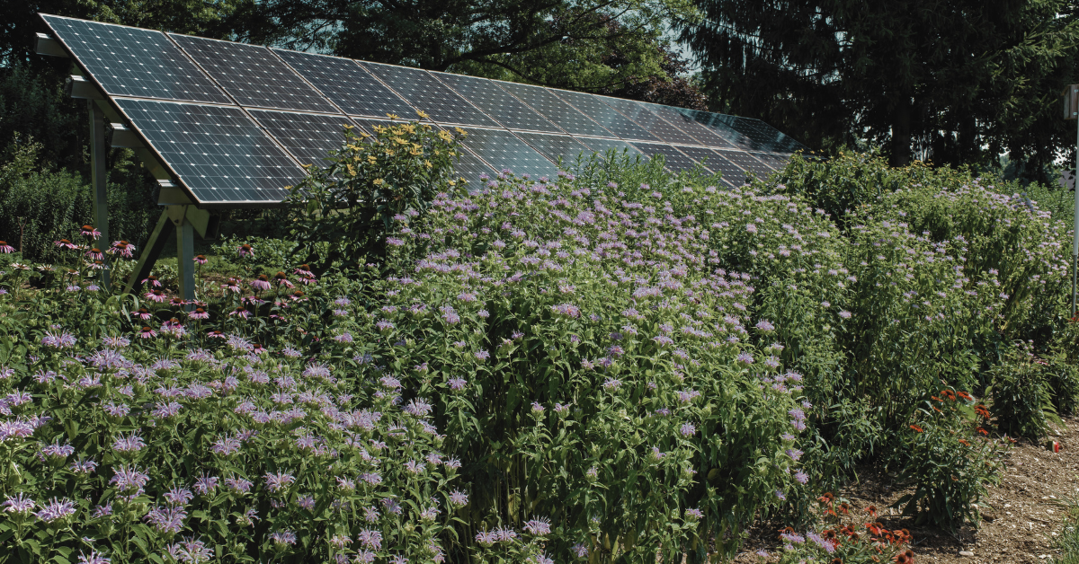 A solar array providing clean energy to a garden nursery, with a vibrant wildflower garden in full bloom in the foreground. The solar panels and colorful flowers symbolize the nursery's commitment to sustainability and eco-friendly practices.