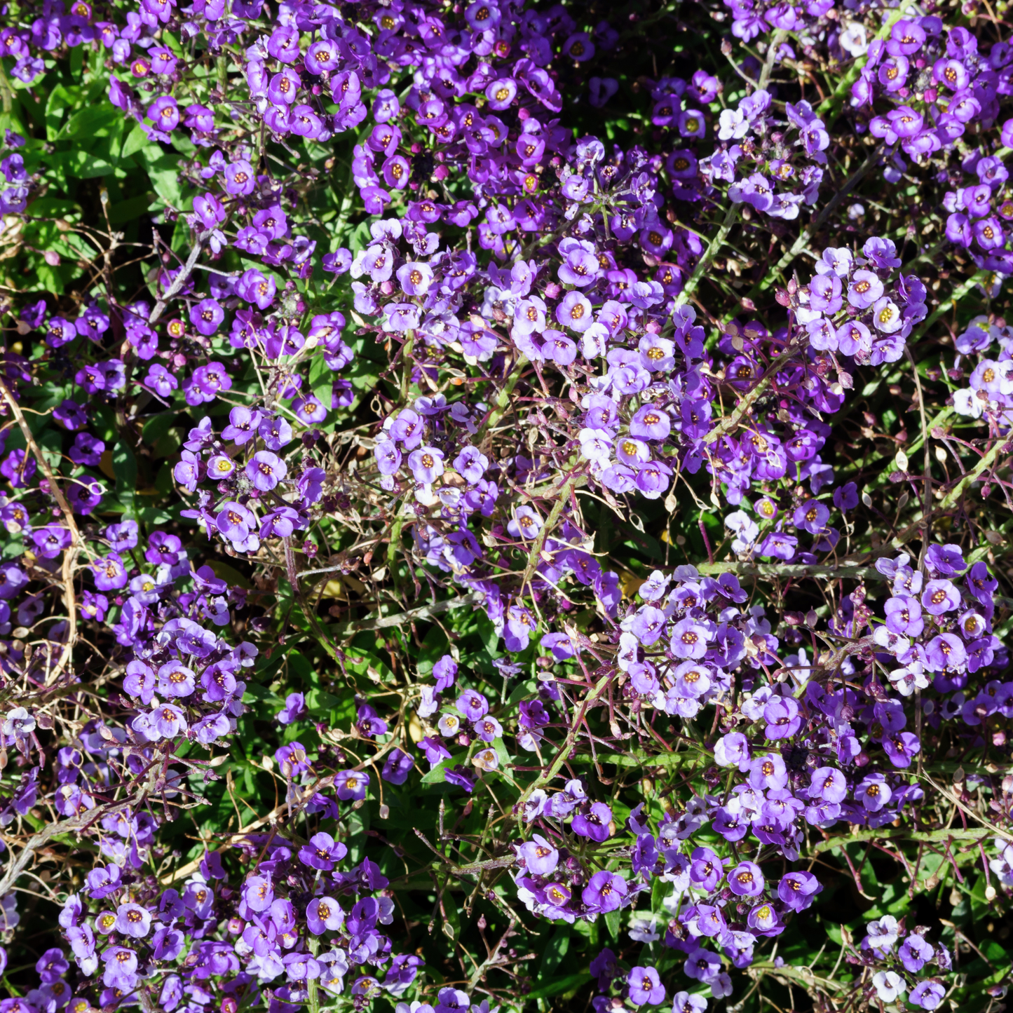 Alyssum 'Oriental Nights' Seed