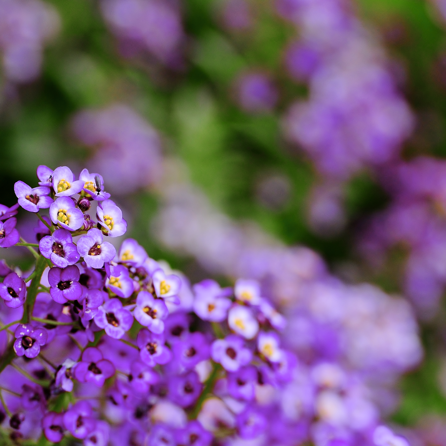 Alyssum 'Oriental Nights' Seed