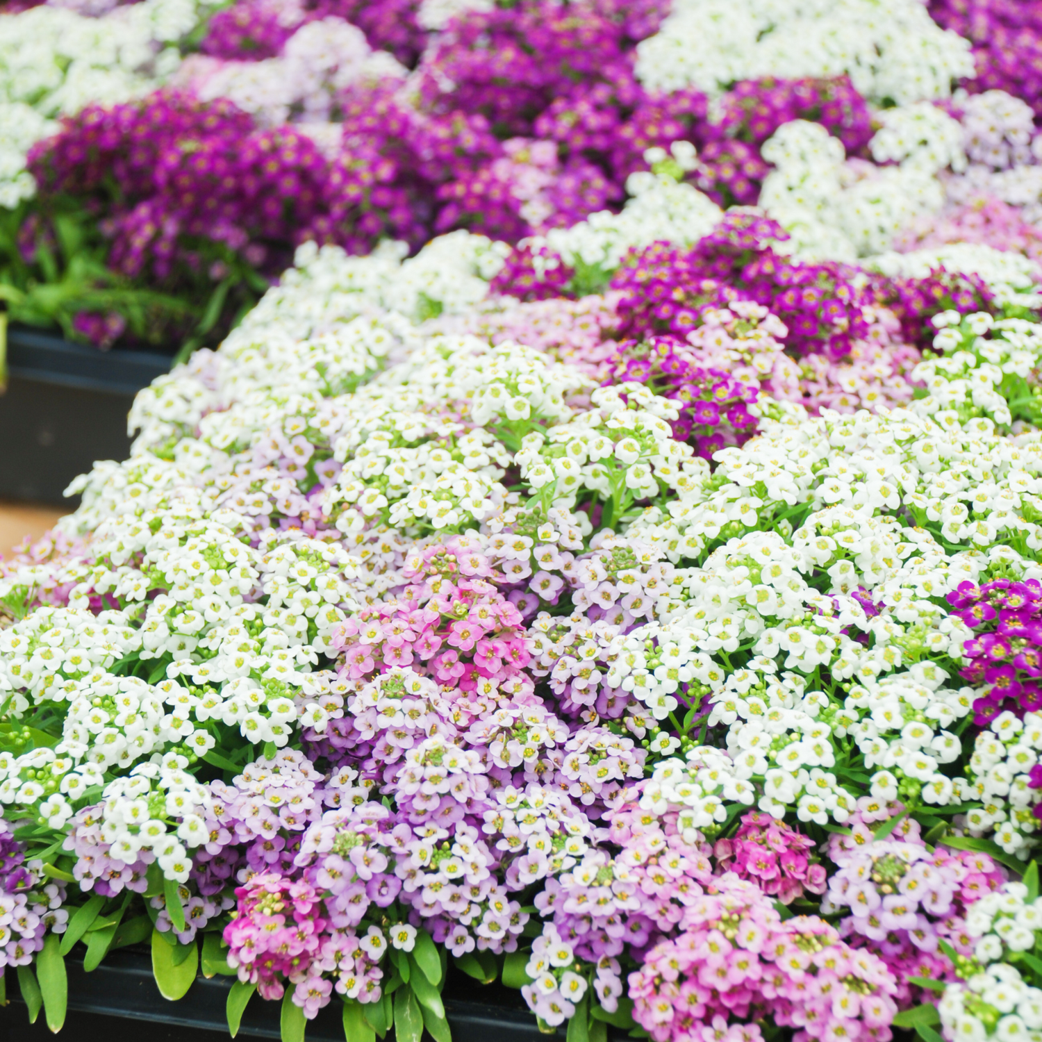 Alyssum flowers in full bloom, featuring a mix of pink, white, and purple hues. These low-growing, fragrant flowers are popular for attracting pollinators like bees and butterflies, making them a favorite in cottage gardens and hanging baskets.