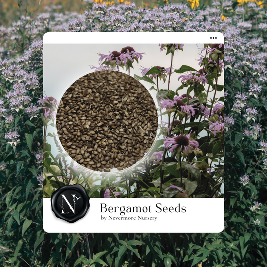 Bee Balm 'Wild Bergamot' Seed