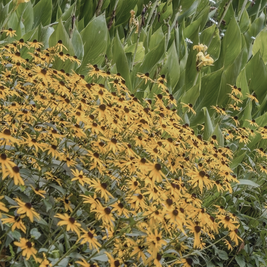 View of Rudbeckia 'Black Eyed Susan' flowers growing in a garden, with multiple plants in bloom. The vibrant yellow petals and dark centers create a bright and cheerful display across the garden bed.