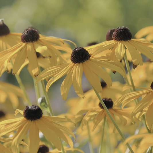 Very close-up of a Rudbeckia 'Black Eyed Susan' flower, emphasizing the striking yellow petals and deep brown center. The intricate details of the flower’s texture and color are vividly captured.