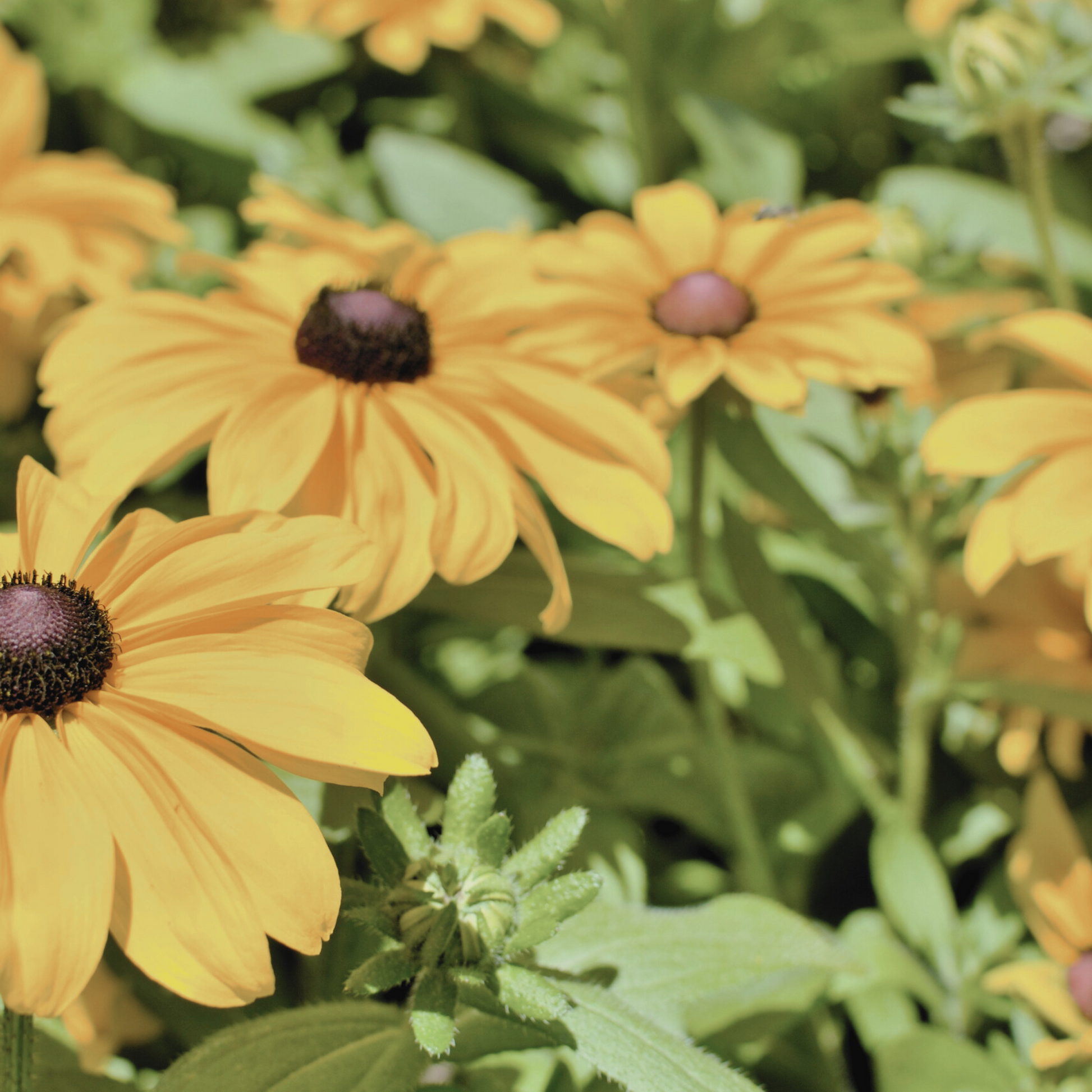 Detailed close-up of a Rudbeckia 'Black Eyed Susan' bloom, showcasing its rich yellow petals and prominent dark center. The flower's vibrant color and structured petals are clearly visible in this shot.