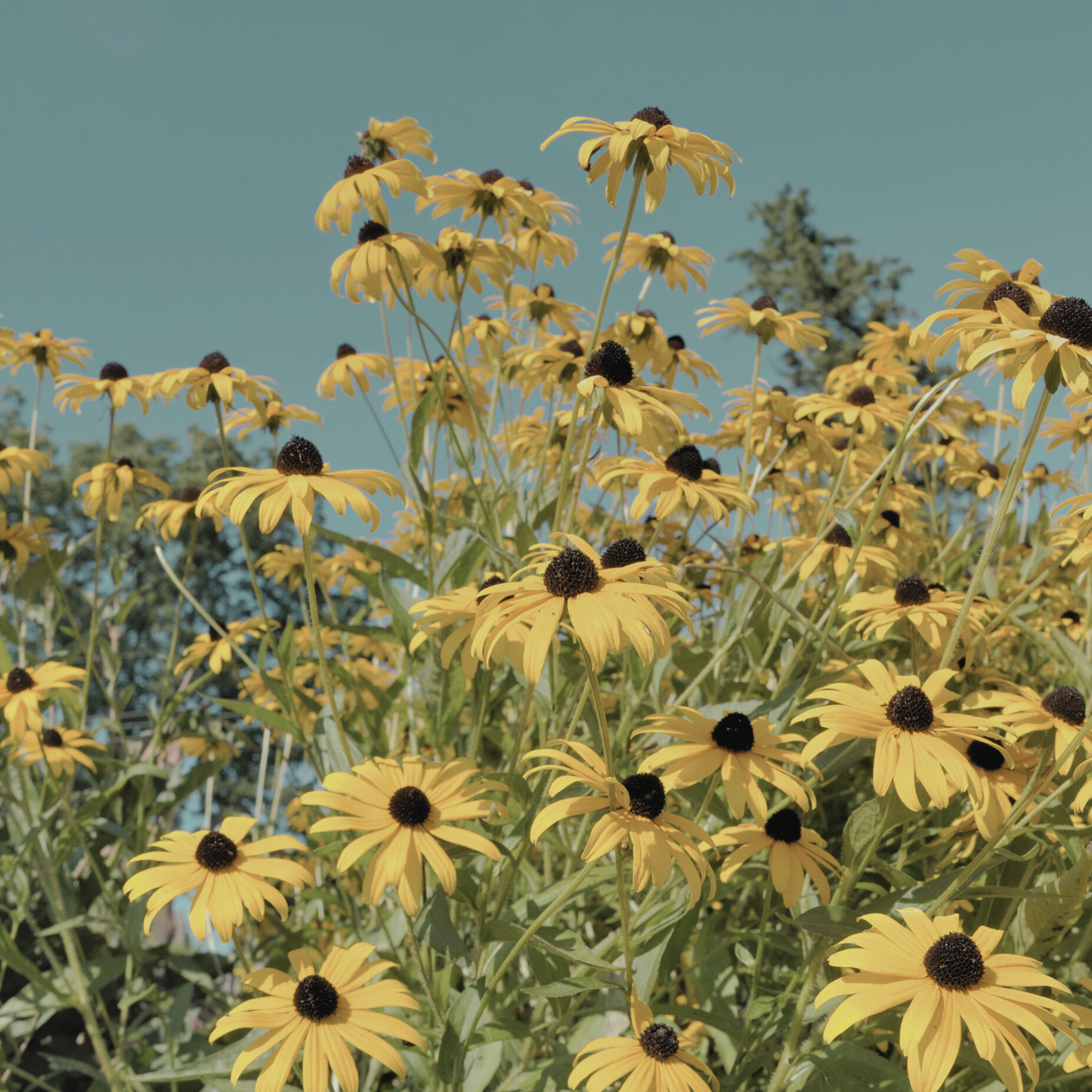 Wide shot of Rudbeckia 'Black Eyed Susan' flowers growing in a field, showcasing clusters of yellow blooms with distinctive dark centers. The expansive display adds a burst of color to the landscape.