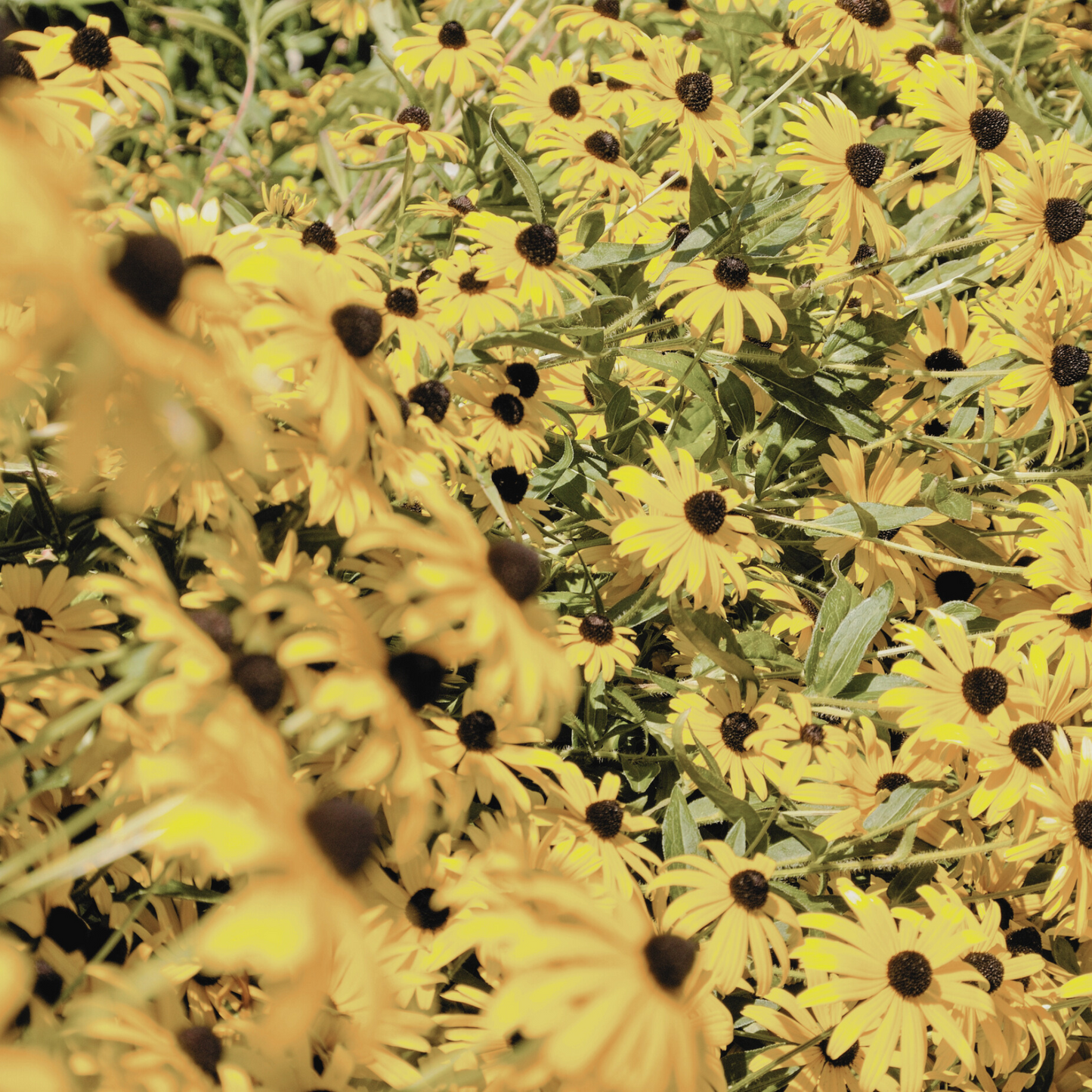 Close-up of Rudbeckia 'Black Eyed Susan' flowers, featuring bright yellow petals and contrasting dark brown centers. The detailed view highlights the flower's bold color and textured appearance.