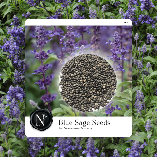 Sage 'Blue' Seed