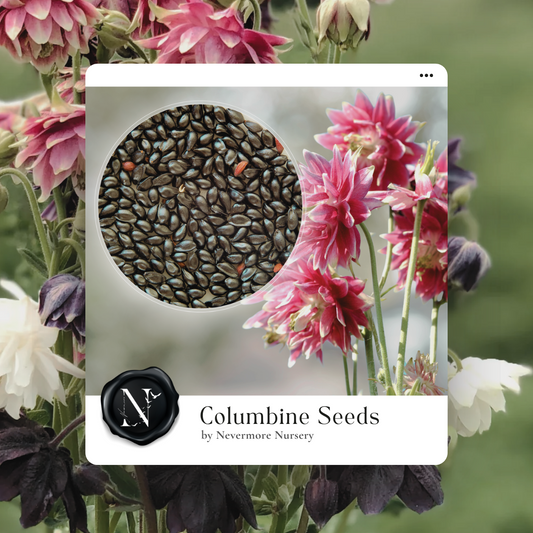 Columbine 'Barlow Mix' Seed