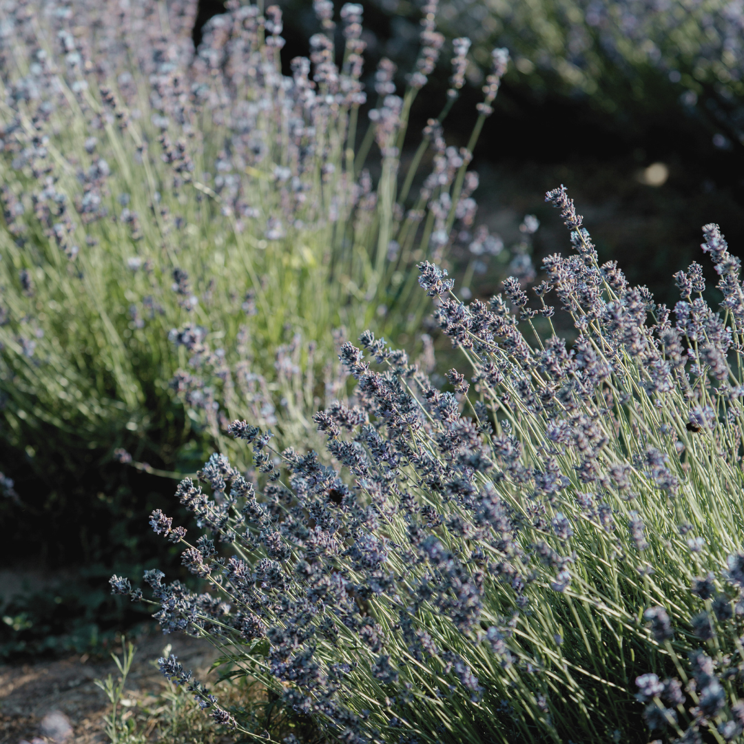 Close-up of Lavender 'English' flowers growing, showcasing the vibrant purple spikes and silvery-green foliage. The detailed view highlights the plant's delicate blossoms and soothing color.