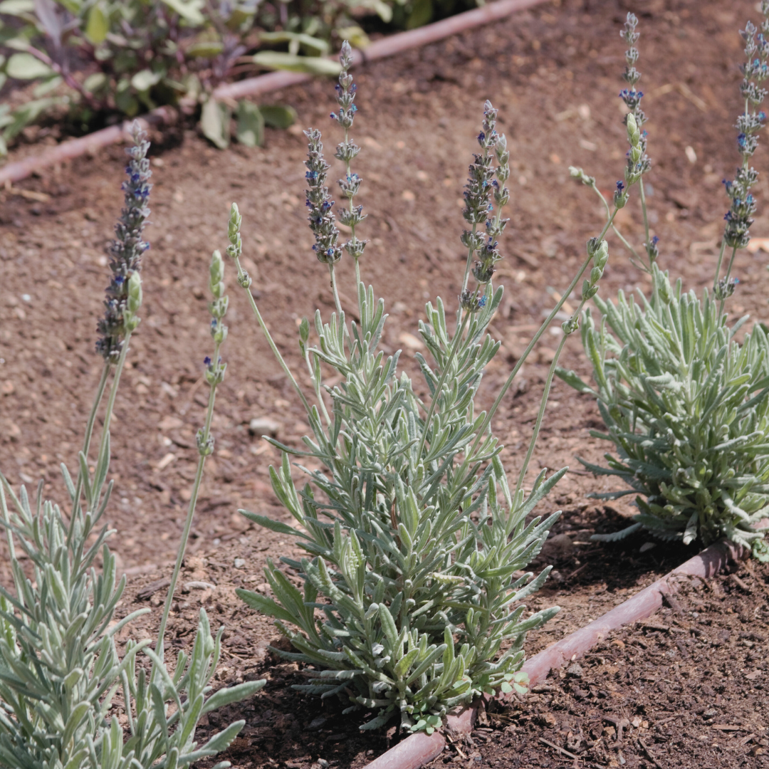 Close-up of rows of Lavender 'English' growing in a garden, with neatly lined plants displaying their aromatic purple flowers and dense green foliage. The rows create a visually appealing, uniform pattern.