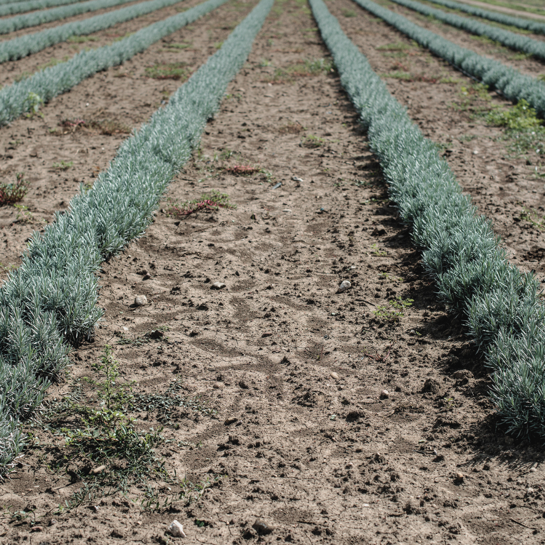 Rows of Lavender 'English' growing in a field, with lush purple flowers stretching into the distance. The orderly arrangement of lavender plants creates a calming and picturesque scene.