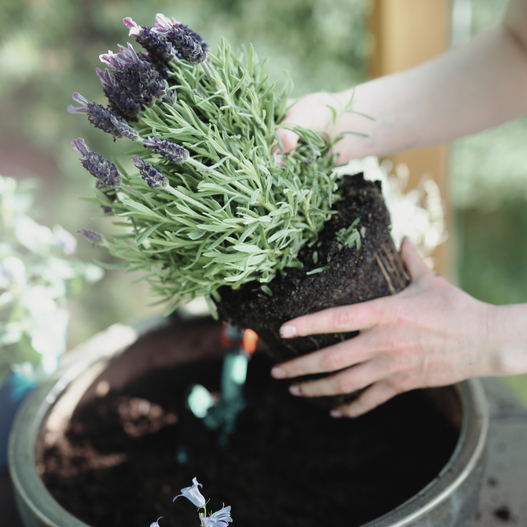 Lavender 'English' plant being carefully repotted into a container, with soil and gardening tools nearby. The process captures the care and attention needed to ensure the plant thrives in its new environment.