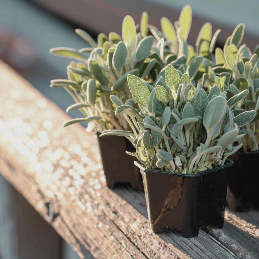 Live sage plant for sale by Nevermore Nursery.