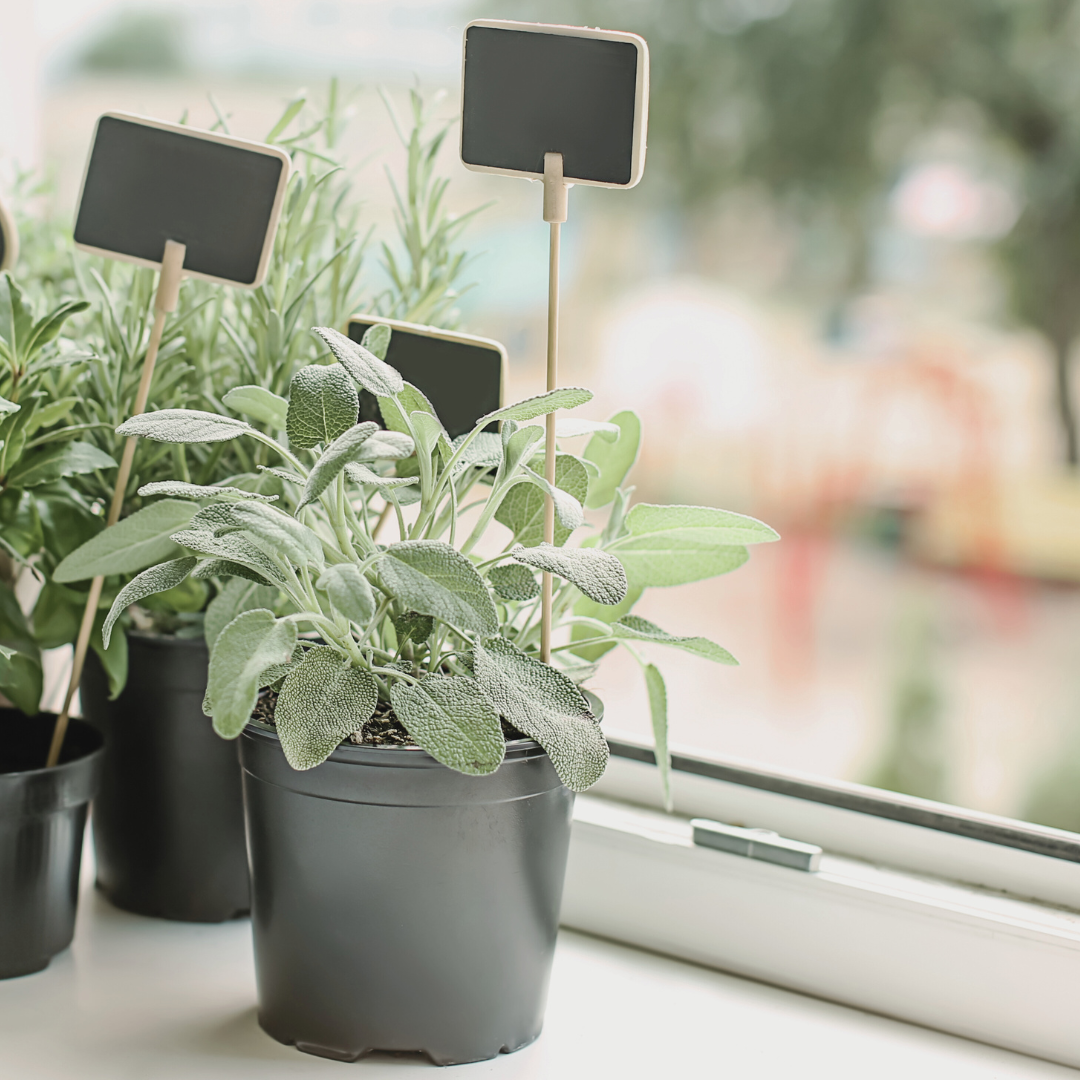 Live sage plant for sale by Nevermore Nursery.