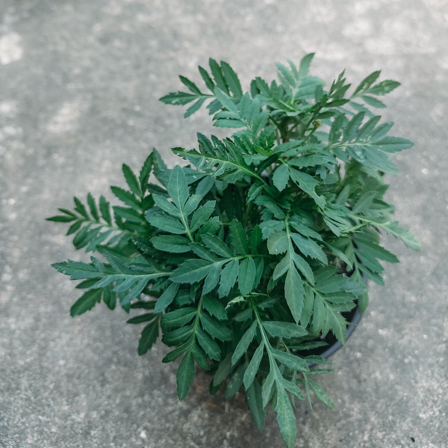 French Marigold plant in a gallon pot for sale, displaying a mature plant with abundant green leaves and a strong growth structure. The larger pot size indicates a well-developed plant, ready for garden planting.