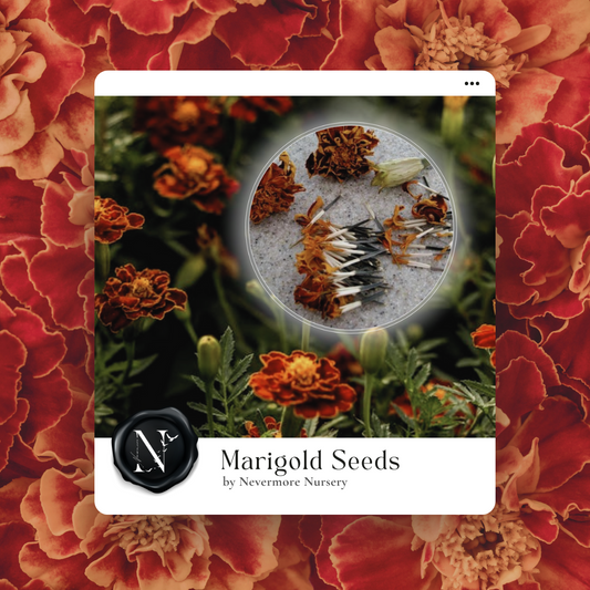 Marigold 'Red Cherry' Seed