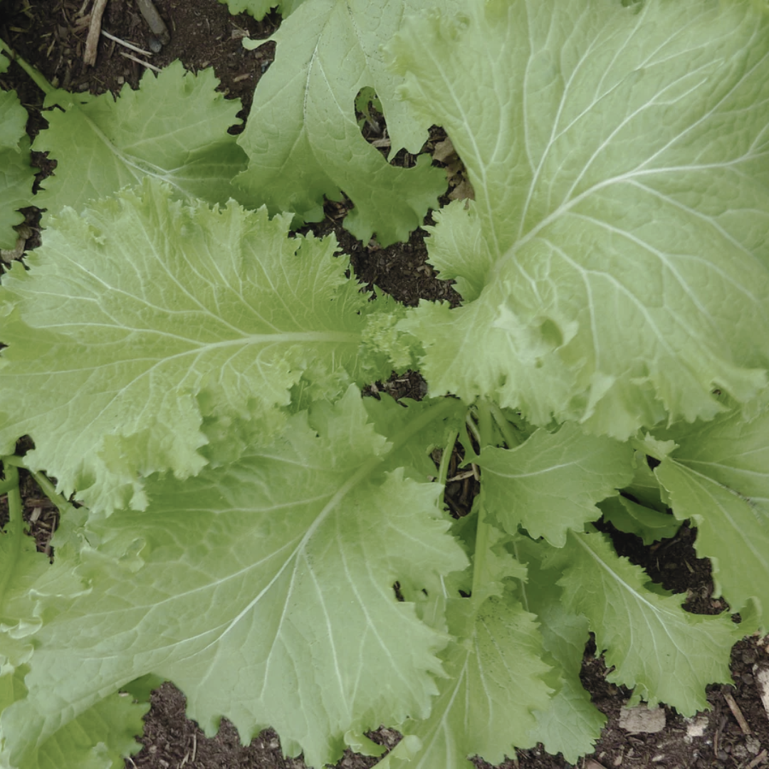 A southern curled mustard plant shown in the garden. 