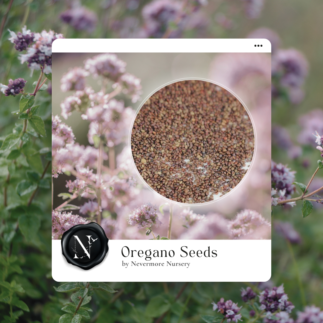 Oregano 'Greek' Seed