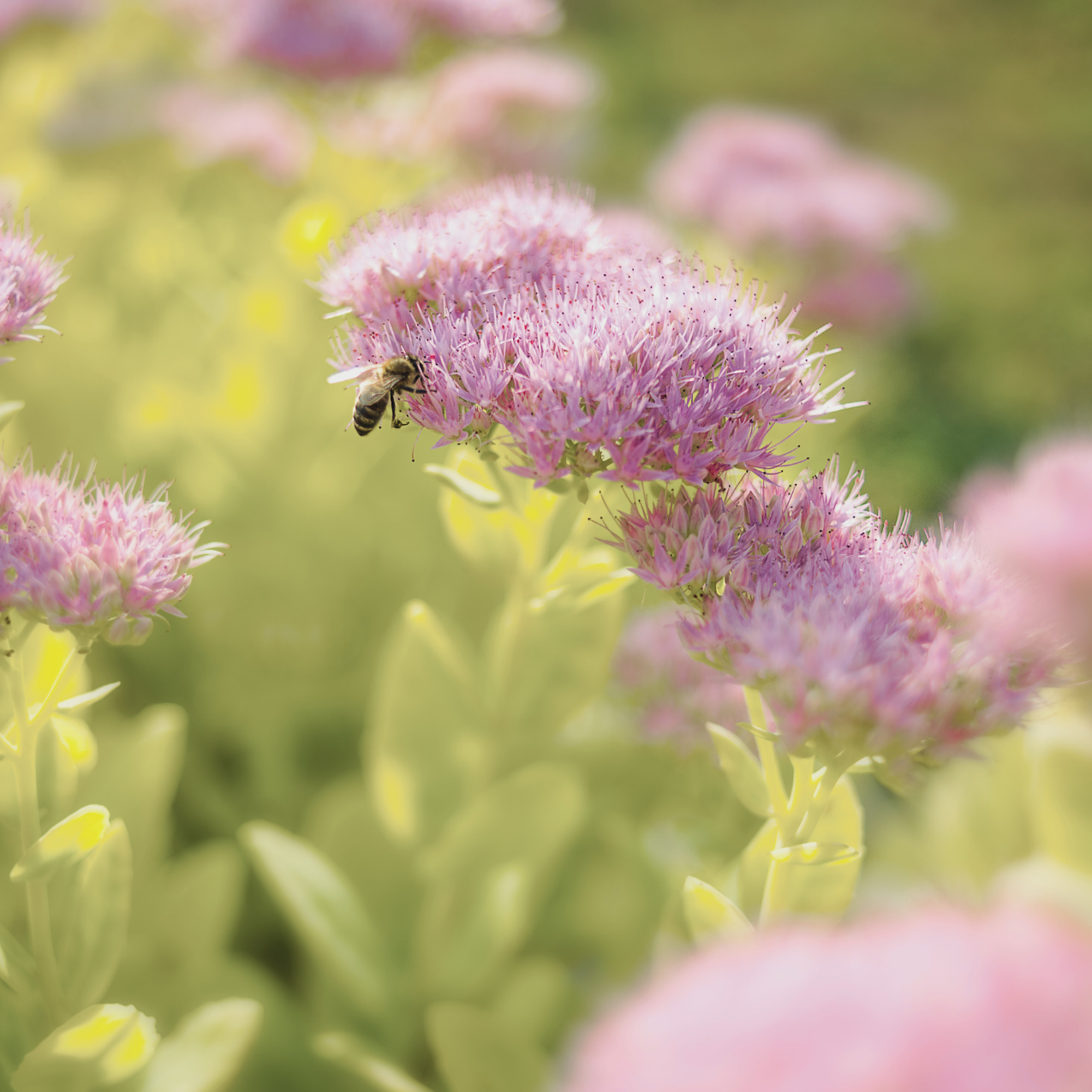 Sedum 'Autumn Joy' blooming with clusters of pink flowers in a garden, while a bee hovers nearby. The plant’s blossoms attract pollinators, enhancing the garden’s biodiversity.