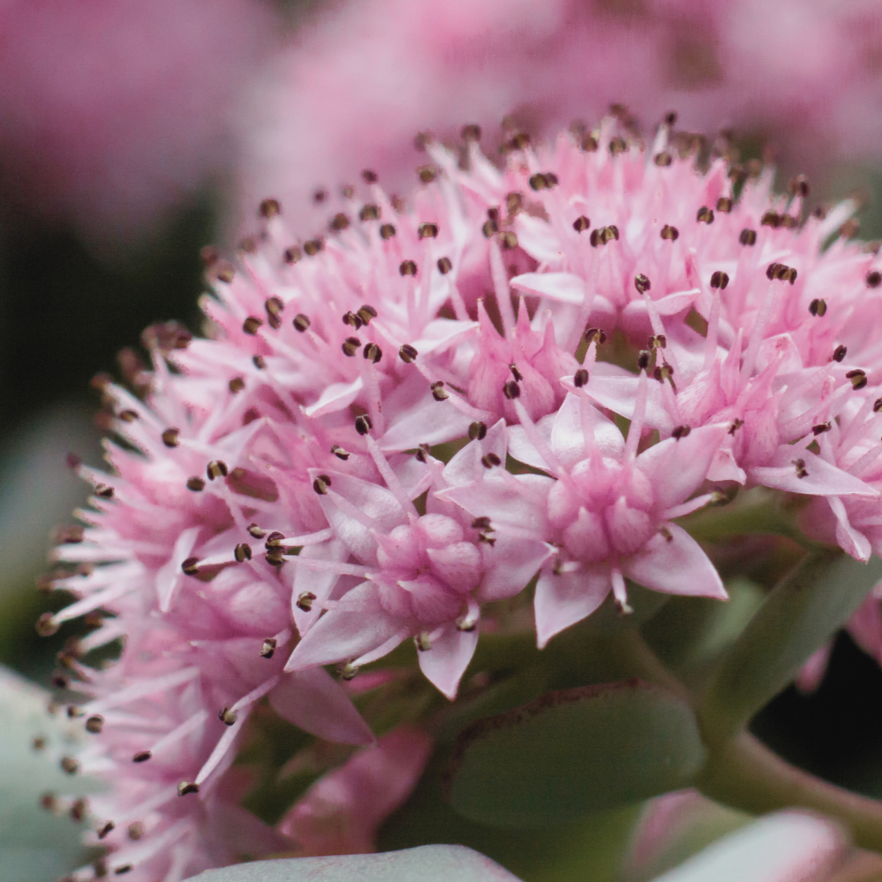 Close-up of Sedum 'Autumn Joy' flowers growing, with the rich pink blooms and succulent leaves on display. The plant’s colors and textures are captured in detail.