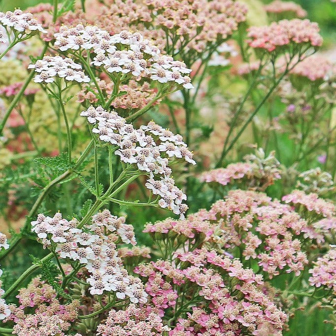 Yarrow 'Colorado Mix' Seed