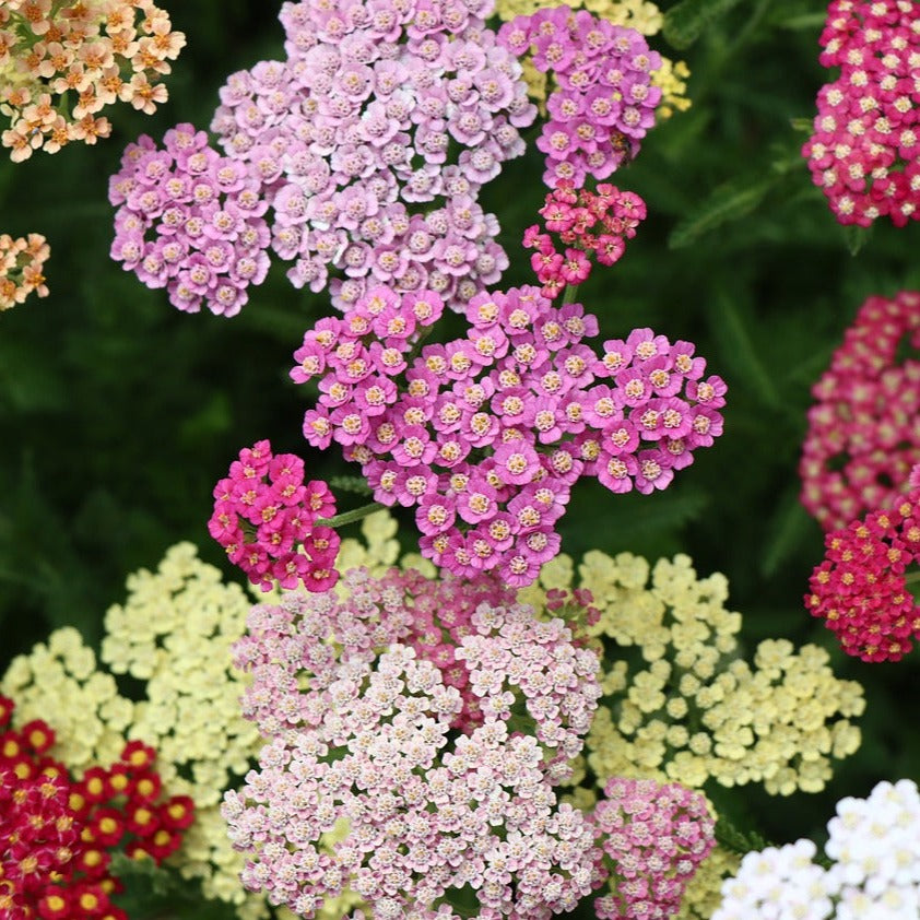 Yarrow 'Colorado Mix' Seed