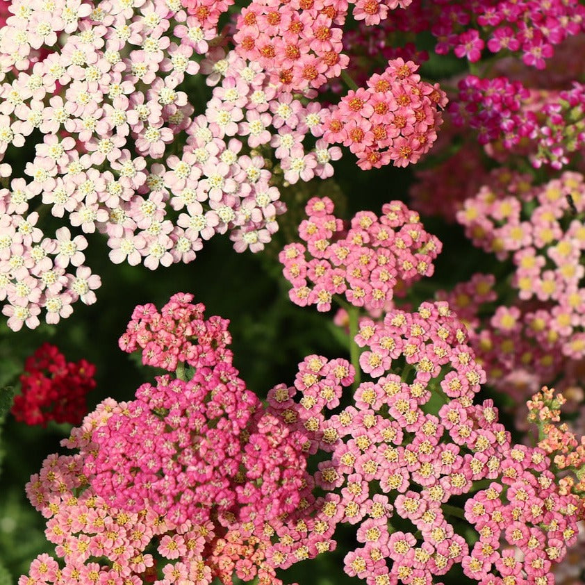 Yarrow 'Colorado Mix' Seed