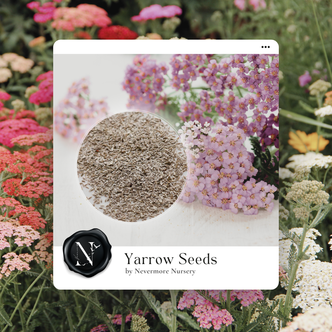 Yarrow 'Colorado Mix' Seed